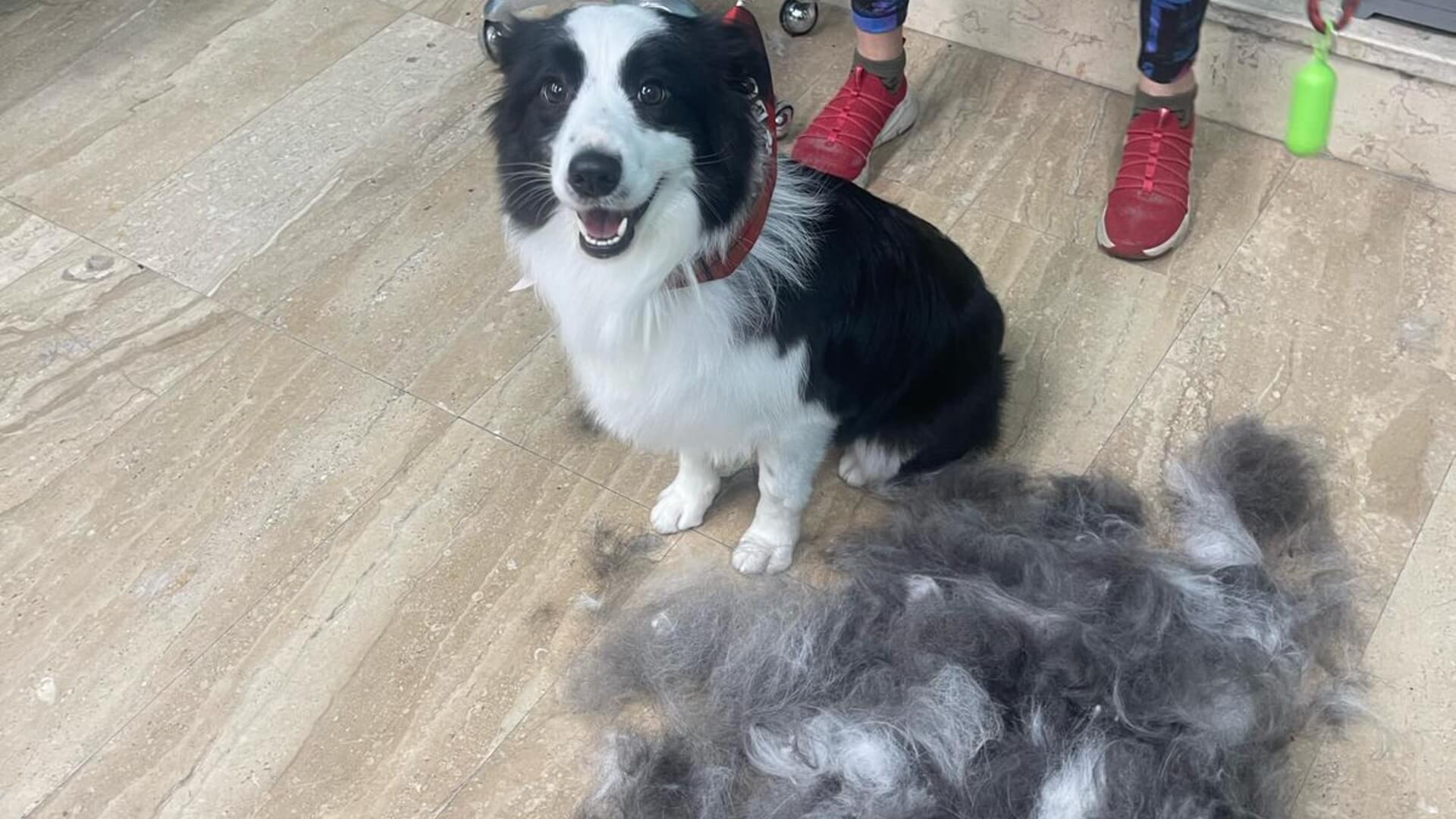 Sasha Grooming 