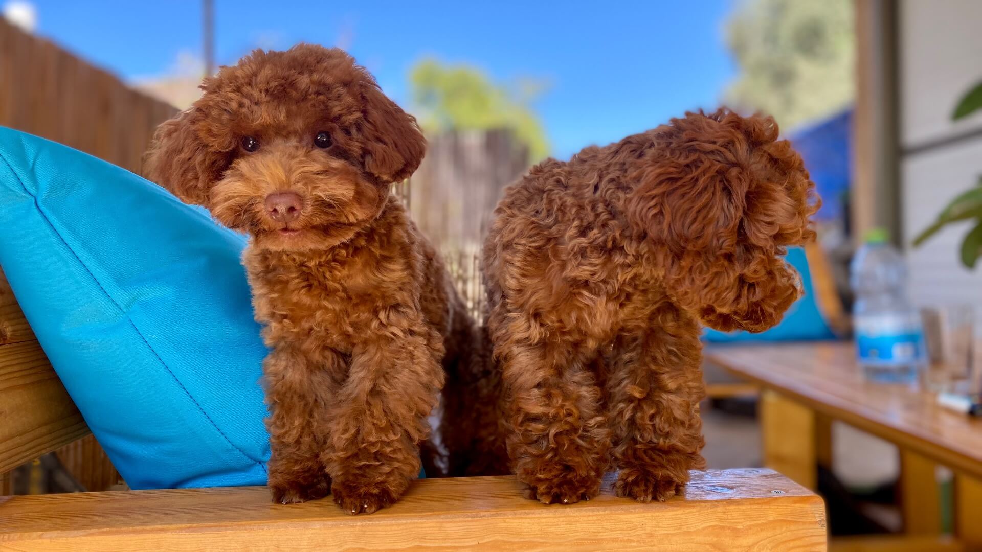 מספרה כלבלבית