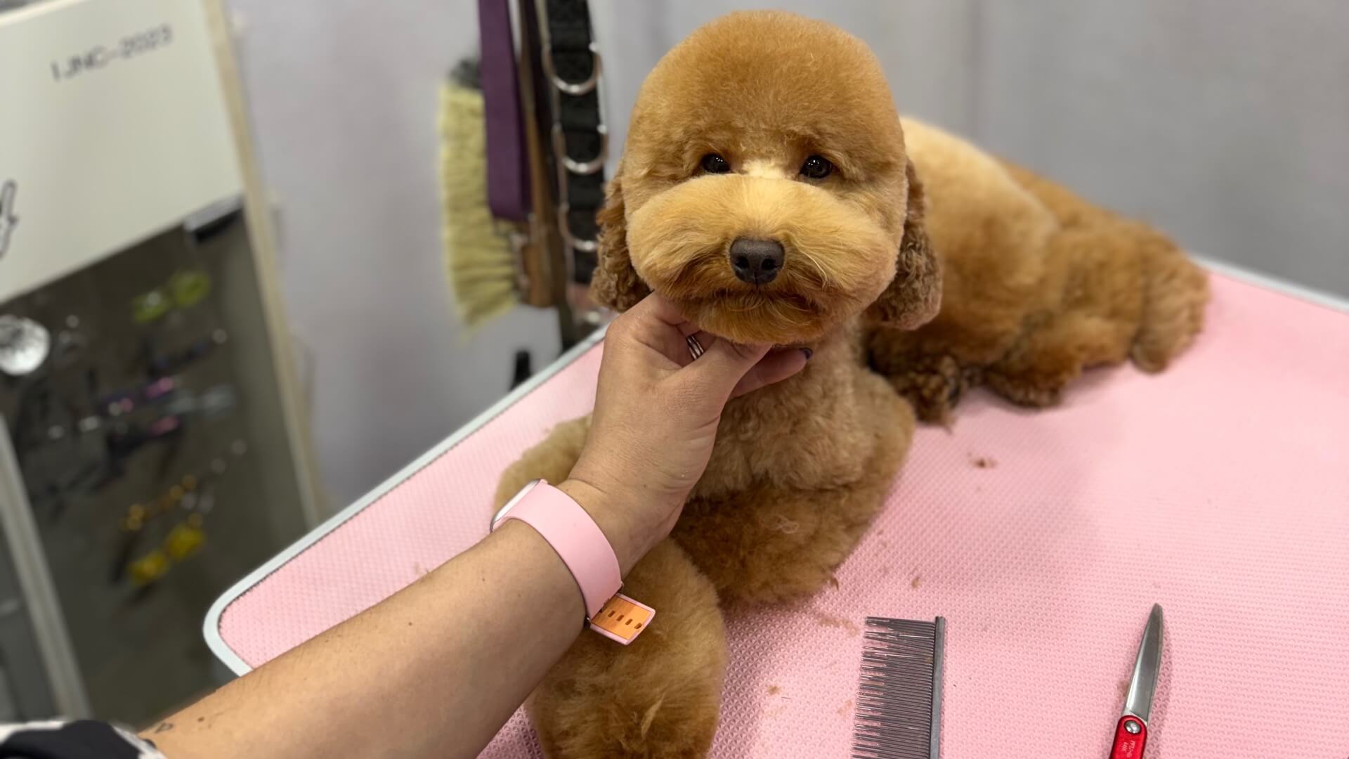  | ליאן אהובה פרוקושין